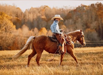 Más ponis/caballos pequeños, Caballo castrado, 12 años, 124 cm, Palomino