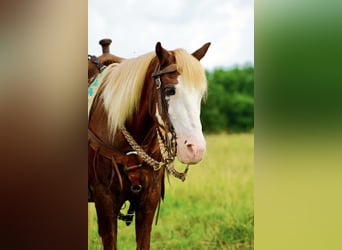 Más ponis/caballos pequeños, Caballo castrado, 12 años, 130 cm, Alazán-tostado