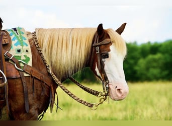Más ponis/caballos pequeños, Caballo castrado, 12 años, 130 cm, Alazán-tostado