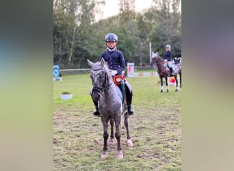 Más ponis/caballos pequeños, Caballo castrado, 12 años, 130 cm, Atigrado/Moteado
