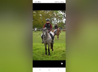 Más ponis/caballos pequeños, Caballo castrado, 12 años, 130 cm, Atigrado/Moteado