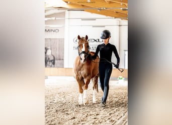 Más ponis/caballos pequeños, Caballo castrado, 12 años, 136 cm, Alazán