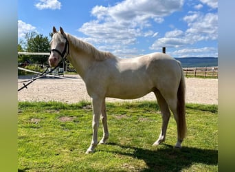 Más ponis/caballos pequeños, Caballo castrado, 12 años, 142 cm, Cremello