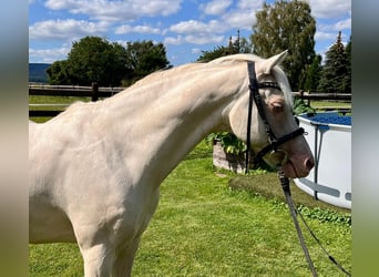 Más ponis/caballos pequeños, Caballo castrado, 12 años, 142 cm, Cremello