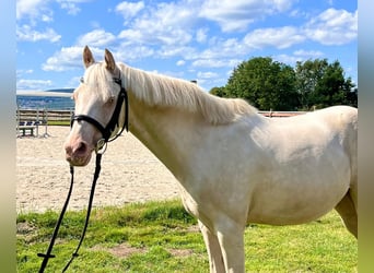 Más ponis/caballos pequeños, Caballo castrado, 12 años, 142 cm, Cremello