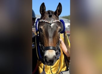 Más ponis/caballos pequeños Mestizo, Caballo castrado, 12 años, 143 cm, Castaño