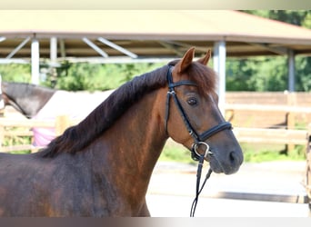 Más ponis/caballos pequeños, Caballo castrado, 12 años, 146 cm, Alazán-tostado