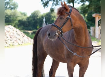 Más ponis/caballos pequeños, Caballo castrado, 12 años, 146 cm, Alazán-tostado