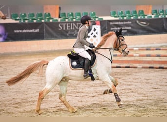 Más ponis/caballos pequeños, Caballo castrado, 12 años, 147 cm