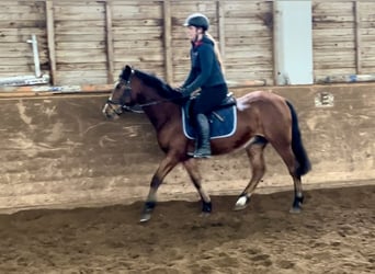 Más ponis/caballos pequeños, Caballo castrado, 12 años, 149 cm, Castaño