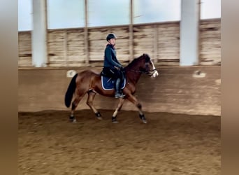 Más ponis/caballos pequeños, Caballo castrado, 12 años, 149 cm, Castaño