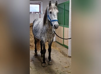 Más ponis/caballos pequeños, Caballo castrado, 12 años, 149 cm, Tordo rodado