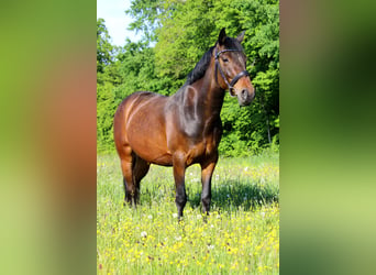 Más ponis/caballos pequeños, Caballo castrado, 12 años, 152 cm, Castaño