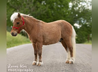 Más ponis/caballos pequeños, Caballo castrado, 12 años, 81 cm, Palomino