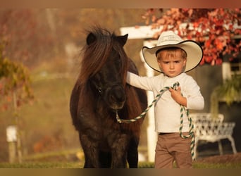 Más ponis/caballos pequeños, Caballo castrado, 12 años, 81 cm, Ruano azulado