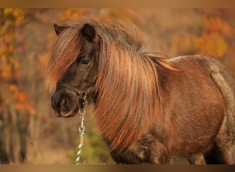 Más ponis/caballos pequeños, Caballo castrado, 12 años, 81 cm, Ruano azulado