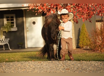 Más ponis/caballos pequeños, Caballo castrado, 12 años, 81 cm, Ruano azulado