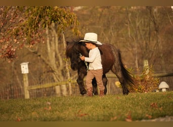 Más ponis/caballos pequeños, Caballo castrado, 12 años, 81 cm, Ruano azulado