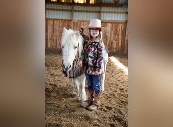 Más ponis/caballos pequeños, Caballo castrado, 12 años, 89 cm, Tordo