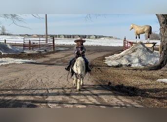 Más ponis/caballos pequeños, Caballo castrado, 12 años, 89 cm, Tordo