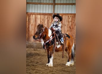 Más ponis/caballos pequeños, Caballo castrado, 12 años, 91 cm, Castaño rojizo
