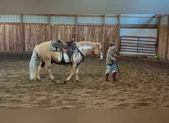Más ponis/caballos pequeños, Caballo castrado, 12 años, Palomino