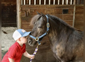 Más ponis/caballos pequeños, Caballo castrado, 13 años, 102 cm, Castaño