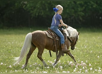 Más ponis/caballos pequeños, Caballo castrado, 13 años, 102 cm, Palomino