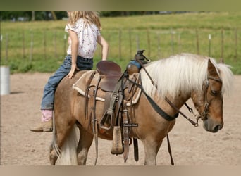 Más ponis/caballos pequeños, Caballo castrado, 13 años, 102 cm, Palomino