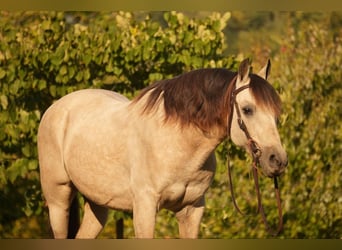 Más ponis/caballos pequeños, Caballo castrado, 13 años, 122 cm, Buckskin/Bayo