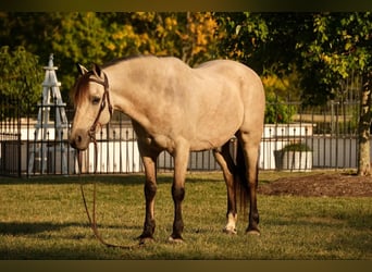 Más ponis/caballos pequeños, Caballo castrado, 13 años, 122 cm, Buckskin/Bayo