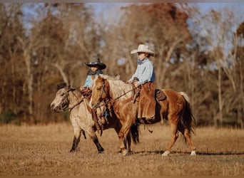 Más ponis/caballos pequeños, Caballo castrado, 13 años, 124 cm, Palomino