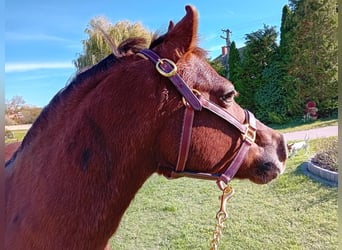 Más ponis/caballos pequeños Mestizo, Caballo castrado, 13 años, 125 cm, Alazán