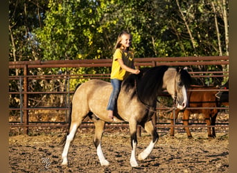 Más ponis/caballos pequeños, Caballo castrado, 13 años, 127 cm, Buckskin/Bayo