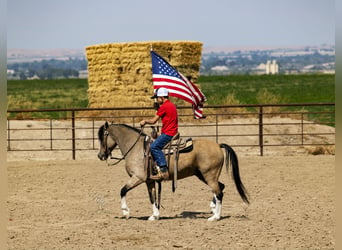 Más ponis/caballos pequeños, Caballo castrado, 13 años, 127 cm, Buckskin/Bayo