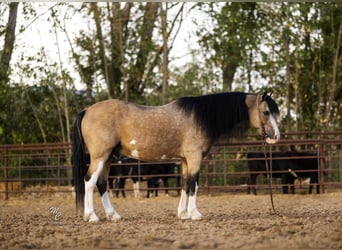 Más ponis/caballos pequeños, Caballo castrado, 13 años, 127 cm, Buckskin/Bayo