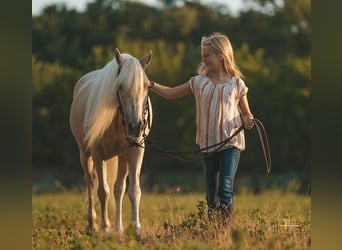 Más ponis/caballos pequeños, Caballo castrado, 13 años, 132 cm, Palomino