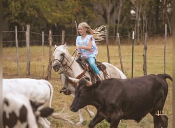 Más ponis/caballos pequeños, Caballo castrado, 13 años, 132 cm, Palomino