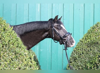 Más ponis/caballos pequeños, Caballo castrado, 13 años, 135 cm, Negro