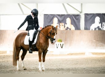 Más ponis/caballos pequeños, Caballo castrado, 13 años, 136 cm, Alazán