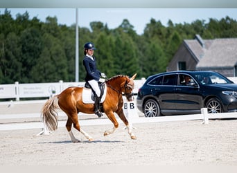 Más ponis/caballos pequeños, Caballo castrado, 13 años, 136 cm, Alazán