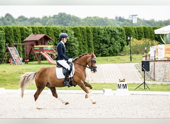 Más ponis/caballos pequeños, Caballo castrado, 13 años, 136 cm, Alazán