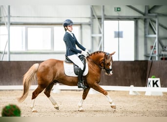 Más ponis/caballos pequeños, Caballo castrado, 13 años, 136 cm, Alazán