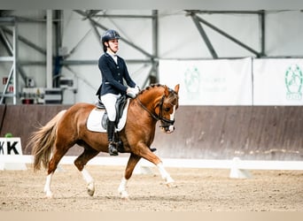 Más ponis/caballos pequeños, Caballo castrado, 13 años, 136 cm, Alazán