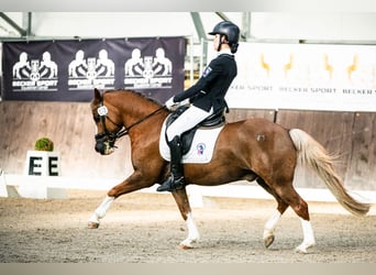 Más ponis/caballos pequeños, Caballo castrado, 13 años, 136 cm, Alazán