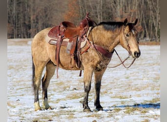 Más ponis/caballos pequeños, Caballo castrado, 13 años, 142 cm, Buckskin/Bayo