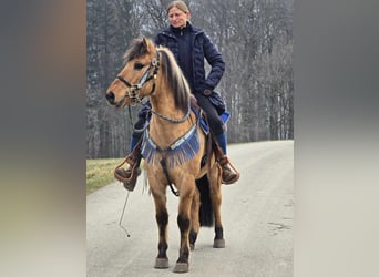 Más ponis/caballos pequeños, Caballo castrado, 13 años, 145 cm, Bayo