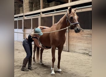 Más ponis/caballos pequeños, Caballo castrado, 13 años, 147 cm, Alazán-tostado