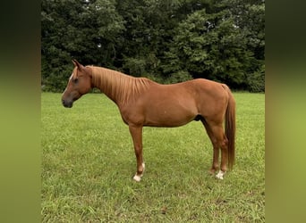 Más ponis/caballos pequeños, Caballo castrado, 13 años, 147 cm, Alazán-tostado