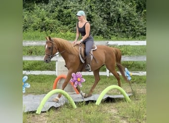 Más ponis/caballos pequeños, Caballo castrado, 13 años, 147 cm, Alazán-tostado